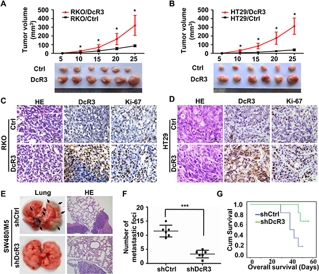 DcR3 promoted tumor growth and metastasis in vivo.