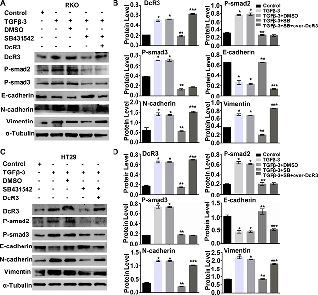 DcR3 was required for TGF-&#x03B2;3/SMAD signaling-induced EMT.
