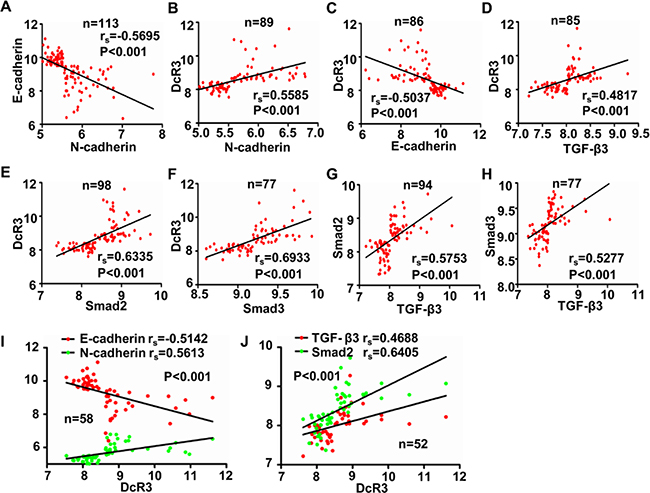 DcR3 was positively correlated with EMT and TGF-&#x03B2;3/SMAD pathway activity in CRC tissues.