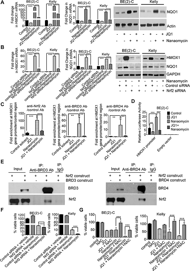 JQ1 exerts synergistic anticancer effects with nanaomycin by blocking Nrf2-mediated antioxidant gene transcription.