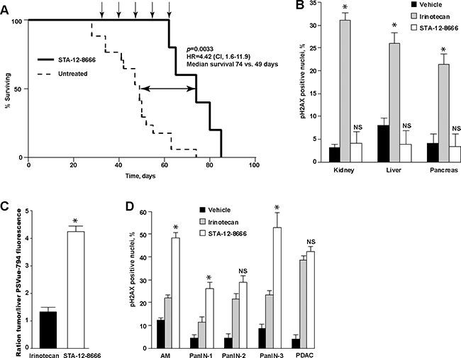 Treatment with STA-12-8666 extends the survival of KPC mice from pancreatic cancer.