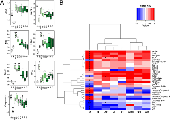 mRNA expression and heatmap of all measured parameters.