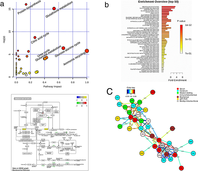 Correlation network of differential metabolites in cerebral extracts and serum of all groups.