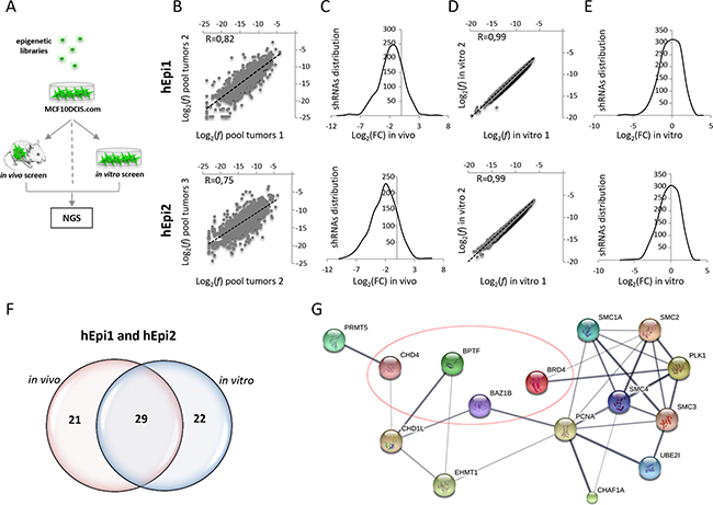 In vivo and in vitro shRNA screening using a human breast cancer cell line (MCF10DCIS.com).