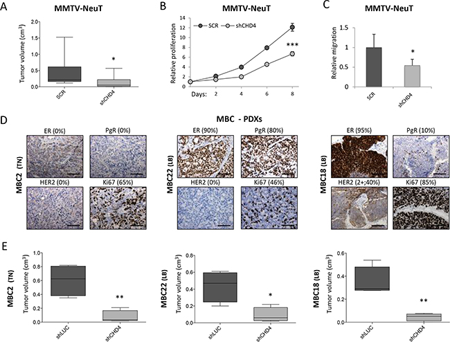 CHD4 role in the MMTV-NeuT transgenic mouse and in PDX breast cancer models.