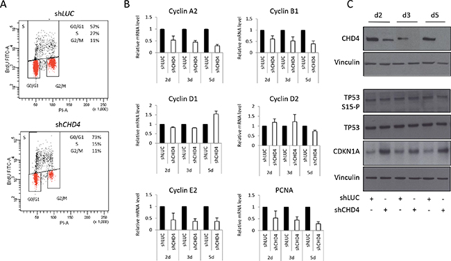 CHD4 function in MCF10DCIS.com cell cycle progression.