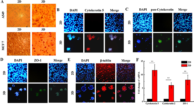 Different morphological features and biomarker expressions of organotypic tissue between 2D and 3D cultured cells.