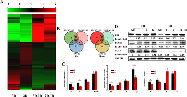 Expression of cell cycle regulation genes in irradiated 2D and 3D A549 cells.
