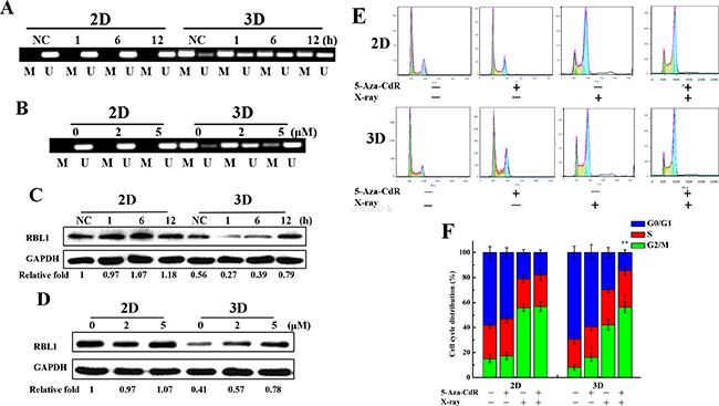 Methylation status of RBL1 promotor after X-rays or 5-Aza-CdR treatment and RBL1 expression in 3D A549 cells.