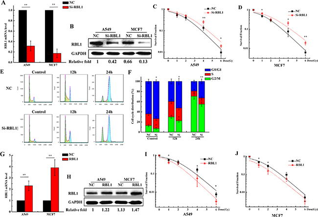 Knockdown of RBL1 enhances the radioresistance of 2D cultured A549 and MCF7 cells and decreases the G2/M arrest induced by X-ray.