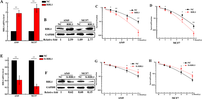 Overexpression of RBL1 sensitizes the 3D cultured A549 and MCF7 cells to X-rays.
