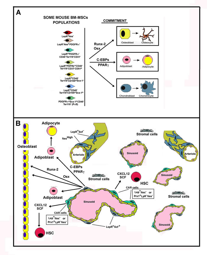 Schematic representation of Mouse Bone Marrow MSC populations.