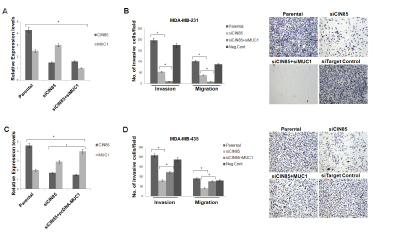 CIN85 and MUC1 co-regulate migratory and invasive properties of breast cancer cells.