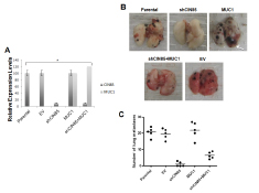 In vivo metastasis of B16 melanoma cells.