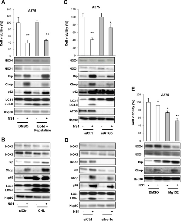 Evaluation of the autophagy in response to NS1 treatment using siRNAs and drugs.