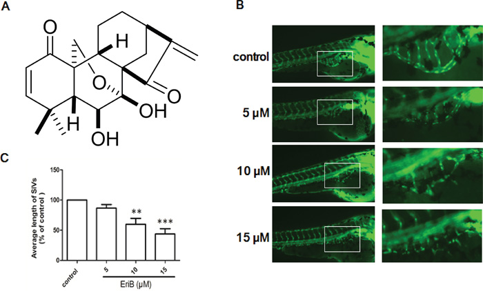 The inhibitory effects of EriB on the formation of subintestinal vessel (SIV) of Tg(fli1:EGFP) zebrafish embryos.