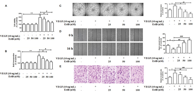 EriB inhibited VEGF-induced cell viability, cell proliferation and also suppressed in vitro angiogenesis in HUVECs.