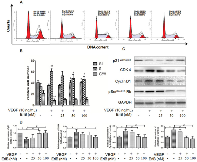 EriB caused G1 arrest via the modulation of p21-cyclin D1/CDK4-pRb pathway.