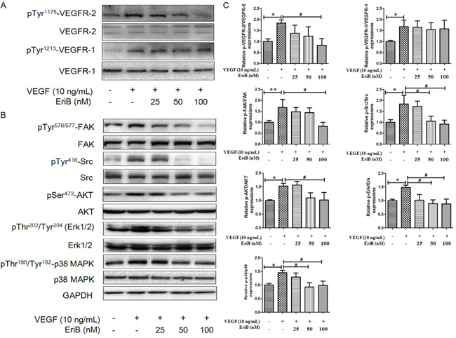 EriB inhibited the activation of VEGFR-2 induced by VEGF and suppressed VEGFR-2-mediated downstream signaling pathway.