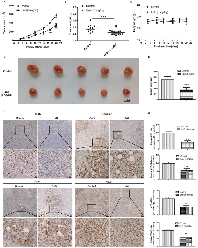 EriB inhibited tumor angiogenesis and suppressed tumor growth in mouse 4T1 breast tumor model.