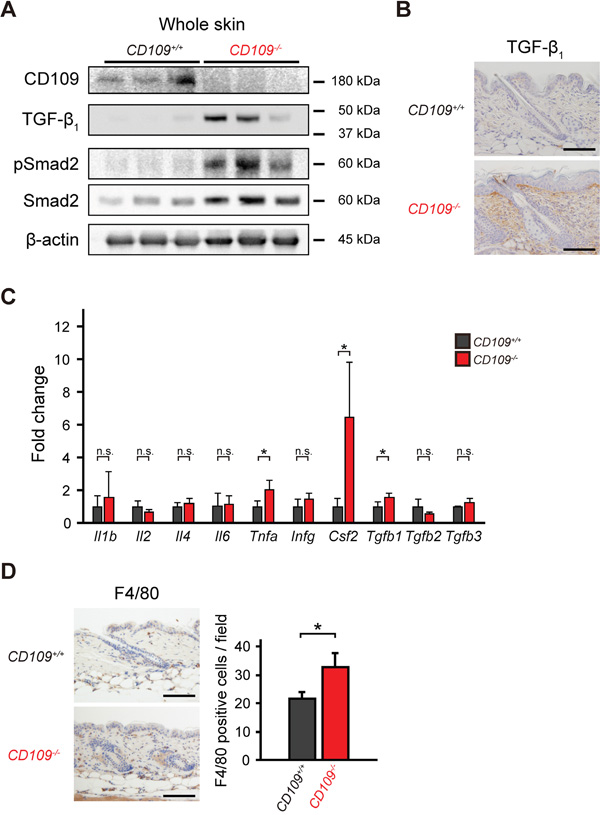 CD109 deficiency enhanced TGF-&#x03B2; signaling and induced macrophage infiltration in mouse skin.