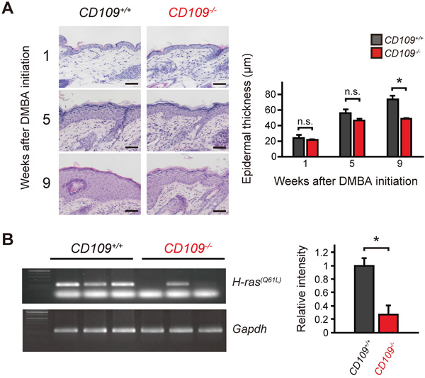 DMBA/TPA-induced proliferation of epidermal keratinocytes was suppressed in CD109&#x2212;/&#x2212; mice.