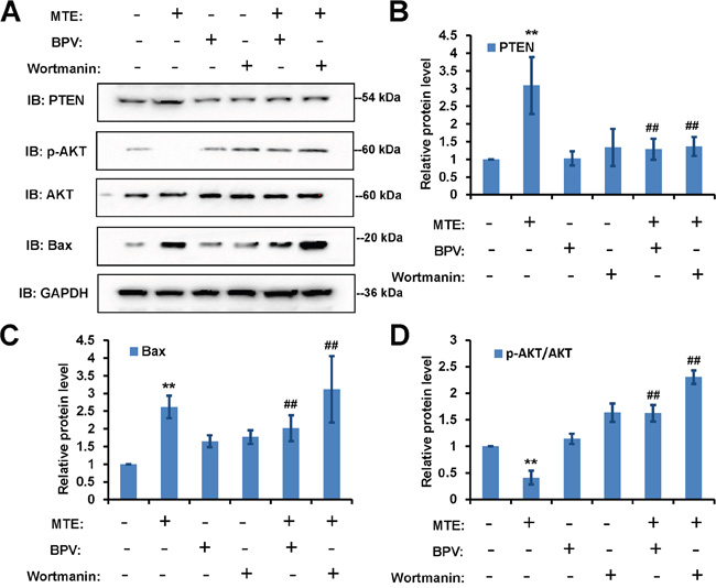 PTEN inhibitor BPV blocked MTE&#x2019;s effects in Jurkat cells, whereas PI3K inhibitor wortmanin enhanced MTE&#x2019;s effects in Jurkat cells.