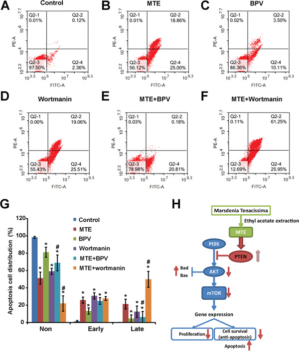 PTEN inhibitor BPV blocked MTE&#x2019;s apoptosis induction effects, whereas PI3K inhibitor wortmanin enhanced MTE&#x2019;s apoptosis induction effects in Jurkat cells.