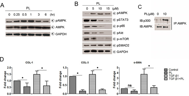 Effects of plumbagin on human hepatic stellate cells.