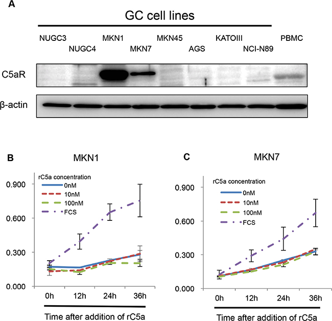 C5aR-expression in gastric cancer cell lines.