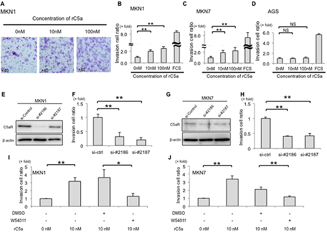 C5aR-stimulation with rC5a promotes invasion of gastric cancer cells.