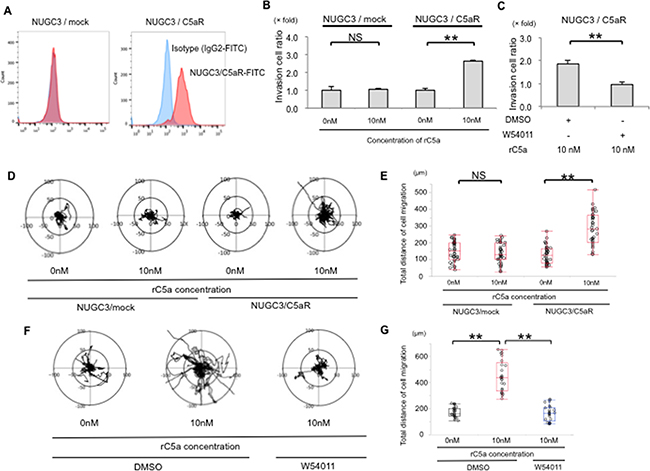 C5aR stimulation enhanced the invasive ability and motility of NUGC3 cell with C5aR-overexpression.