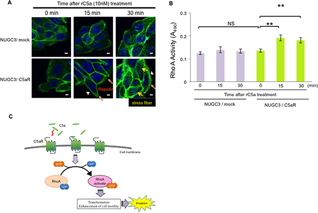 C5a-C5aR signaling enhances the production of RhoA-GTP and changes the cellular morphology of C5aR-expressing NUGC3 cells.