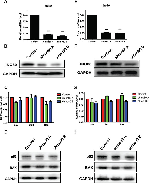 Ino80 knockdown and cell apoptosis detection.