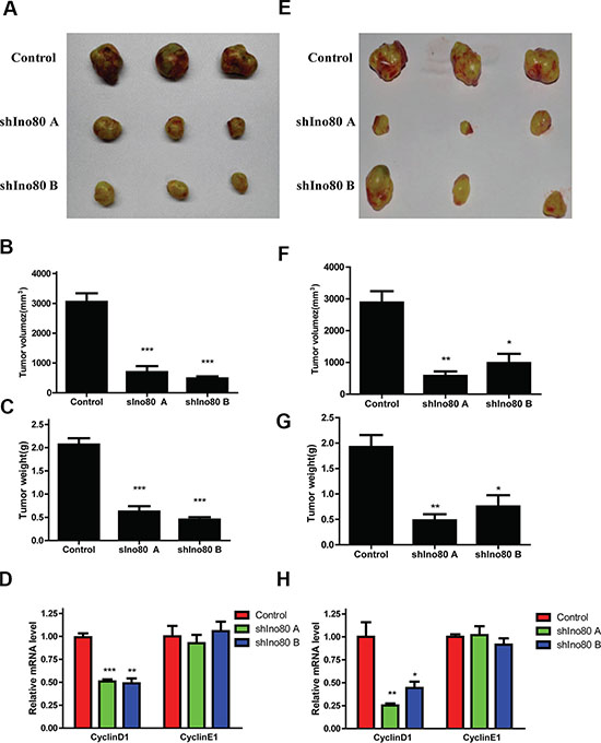 Ino80 knockdown suppresses cervical cancer cell growth in vivo.
