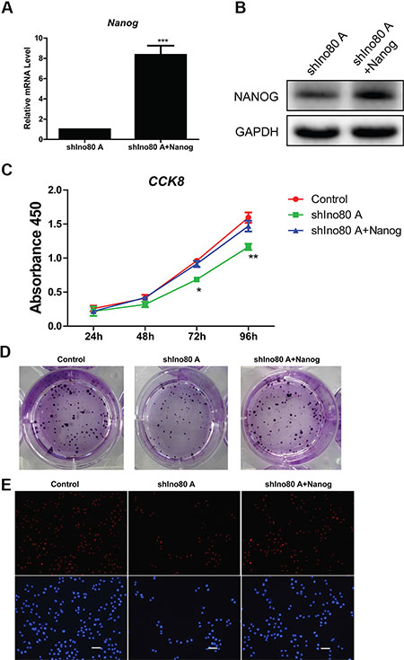 Nanog overexpression promotes cervical cancer cell proliferation.