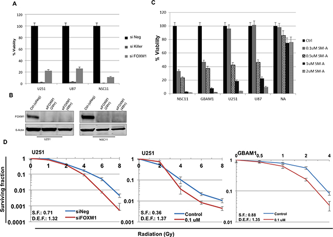 FOXM1 inhibition effects cell proliferation and sensitizes GBM cells to RT.