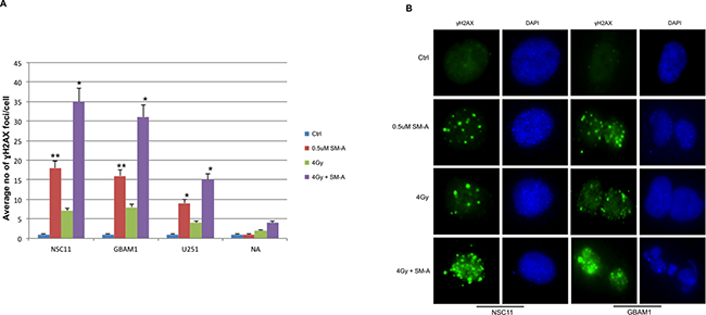 FOXM1 inhibition induces and enhances radiation induced DNA damage.