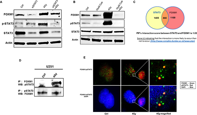 FOXM1 expression and STAT3 activation are mutually co-regulated under RT.
