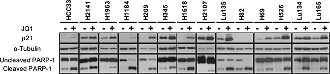 p21 expression and PARP-1 cleavage enhanced by JQ1 treatment in SCLC cell lines.
