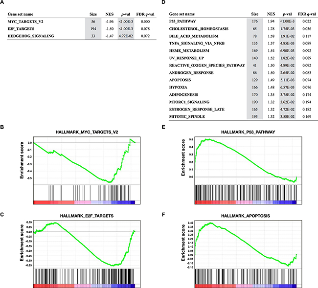 Gene Set Enrichment Analysis (GSEA) of transcriptional profiles in 12 SCLC cell lines treated with JQ1.