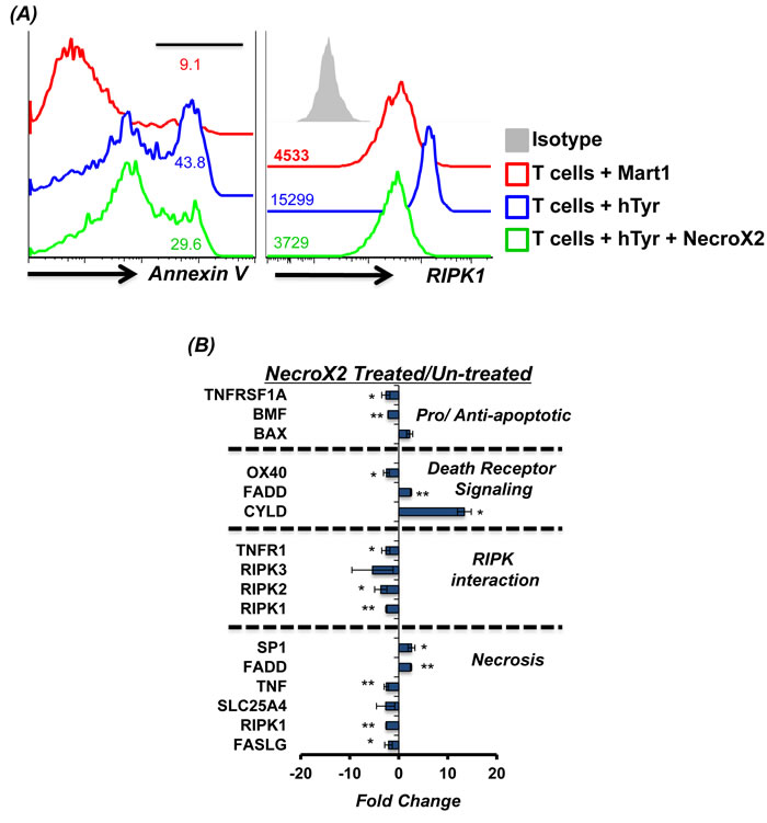 RIPK1 inhibitor can rescue T cells from AICD.