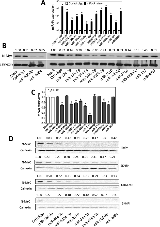 Regulation of N-myc expression by differentiation-inducing miRNAs.