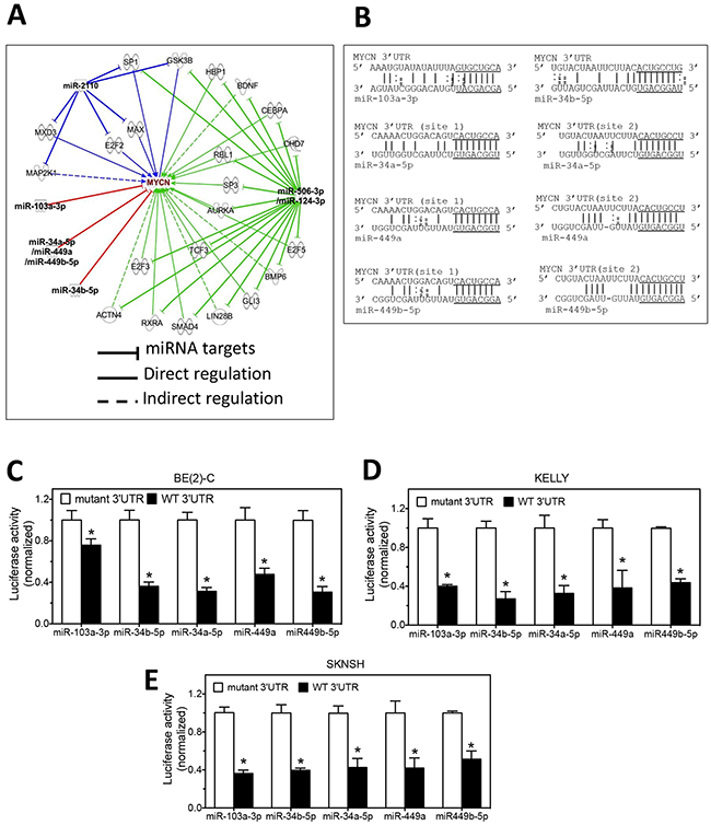 miRNAs regulate MYCN expression through direct and indirect pathways.