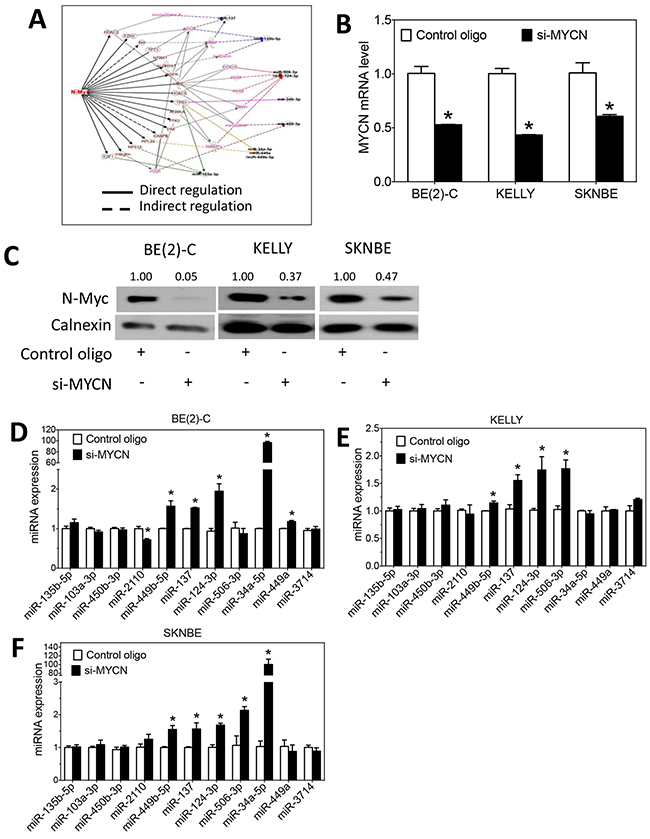 N-Myc regulates the expression of differentiation-inducing miRNAs.