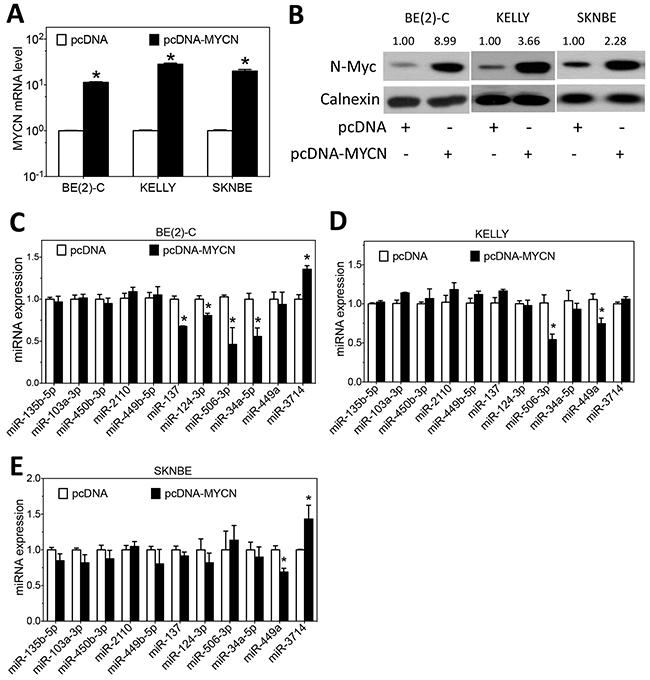 Effect of MYCN overexpression on the expression of differentiation-inducing miRNAs.