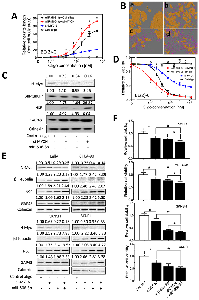 Effect of MYCN knockdown and miR-506-3p overexpression on cell differentiation and cell survival in neuroblastoma cells.