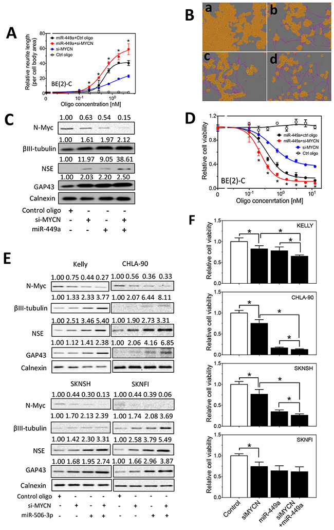 Effect of MYCN knockdown and miR-449a overexpression on cell differentiation and cell survival in neuroblastoma cells.