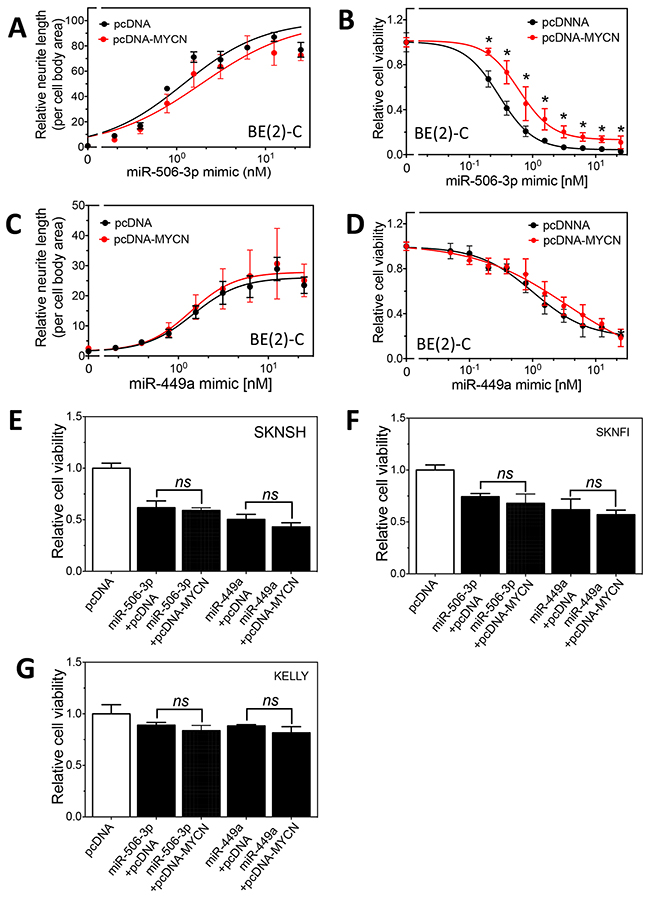Effect of MYCN overexpression on the differentiation-inducing effect of miR-506-3p and miR-449a in neuroblastoma cells.