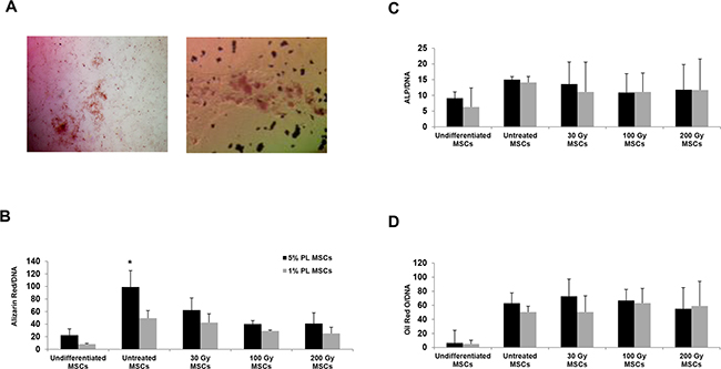 Histological staining and quantification of the osteogenic and adipogenic differentiation capacity of huMSCs isolated from one representative sample before and after irradiation and nutrient deprivation.